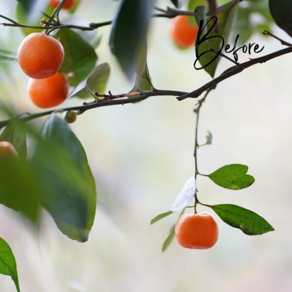 Zdjecie produktowe presetu Fresh zawierające mandarynki na drzewie